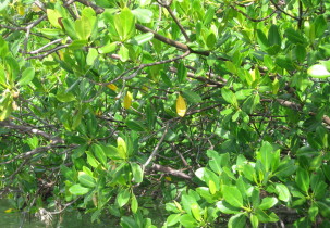 mangrove article Sarah Lewin